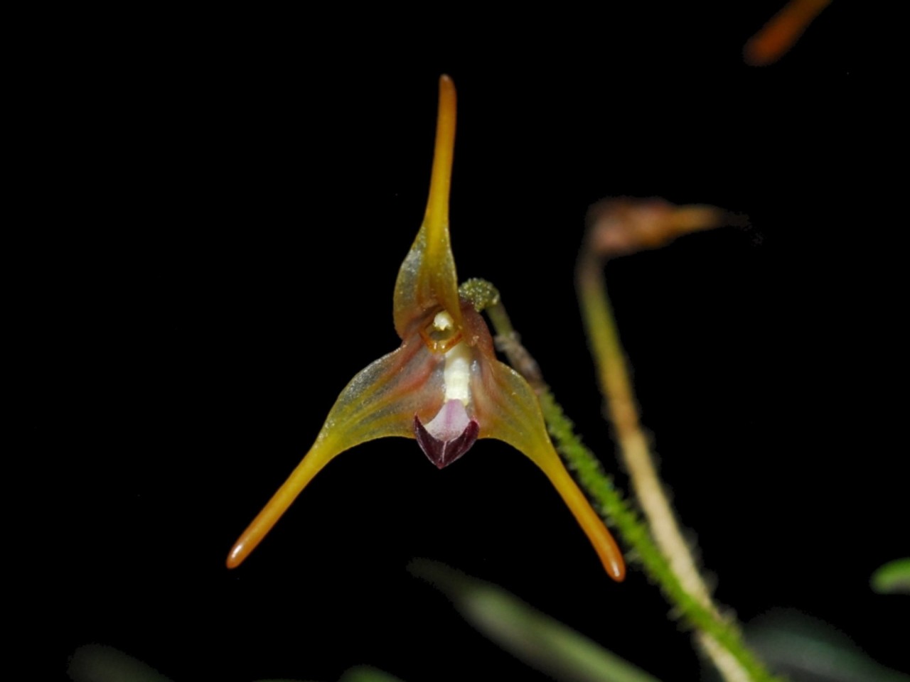 Porroglossum muscosum 'Short Cauds'