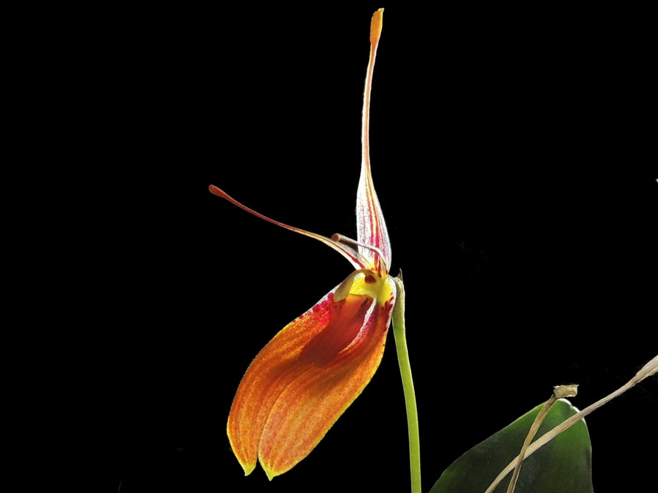 Restrepia cuprea