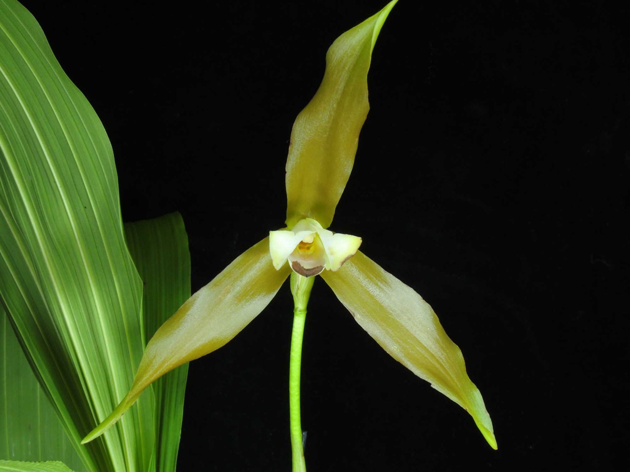 Lycaste schilleriana